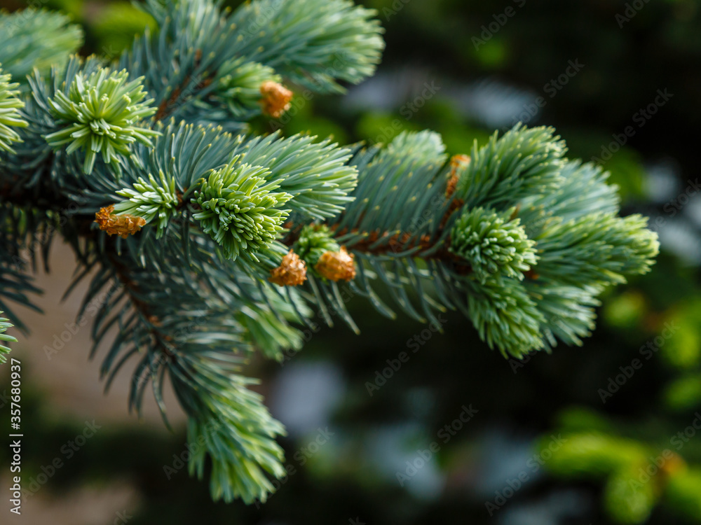 Detail of fresh spruce branch in forest Detail of fresh spruce branch in forest