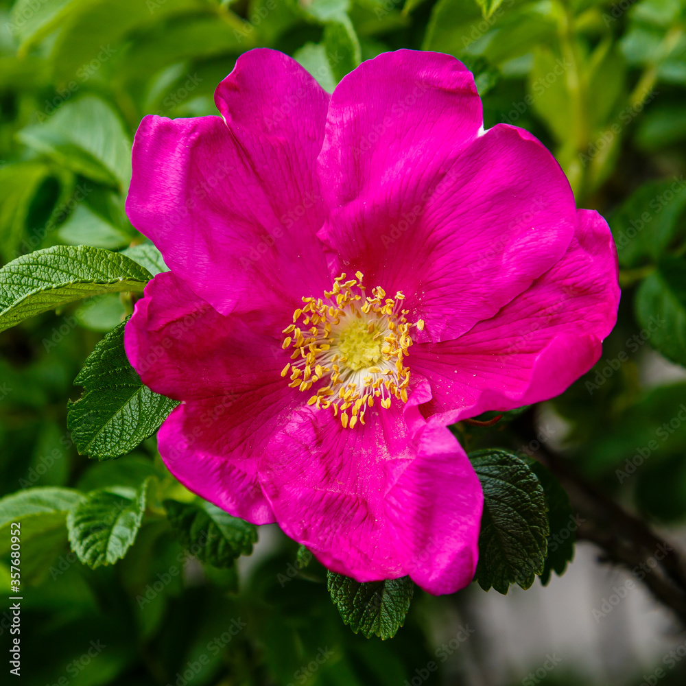 Wild rosa cinnamomea, blooming rose, fragrant rose, wild