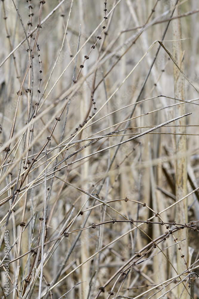 Fototapeta premium beautiful background with chaotically arranged dried plants and reeds