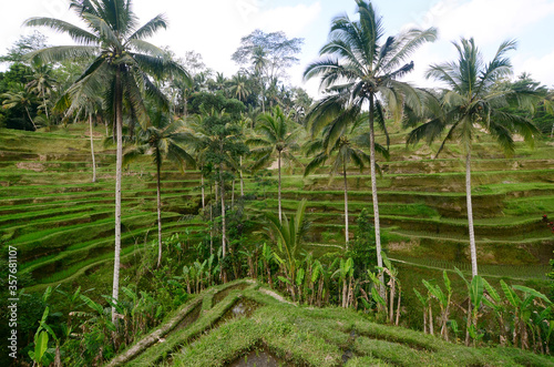 coconut tree nad rice field in Tegalalang, Bali, Indonesia