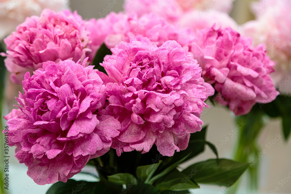  Bouquet of beautiful peonies close up