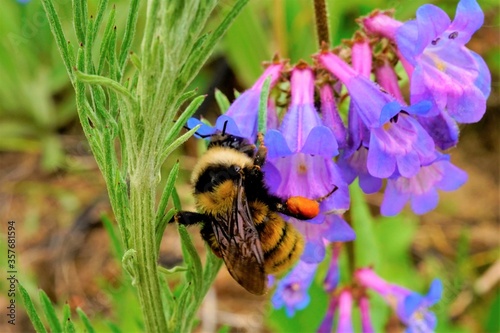 bee on a flower
