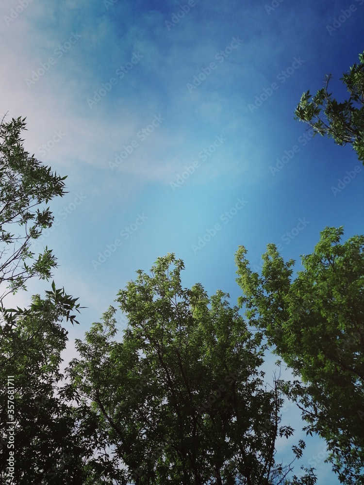 Obraz premium sky and trees