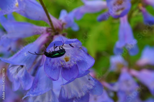 green metallic beetle on flower