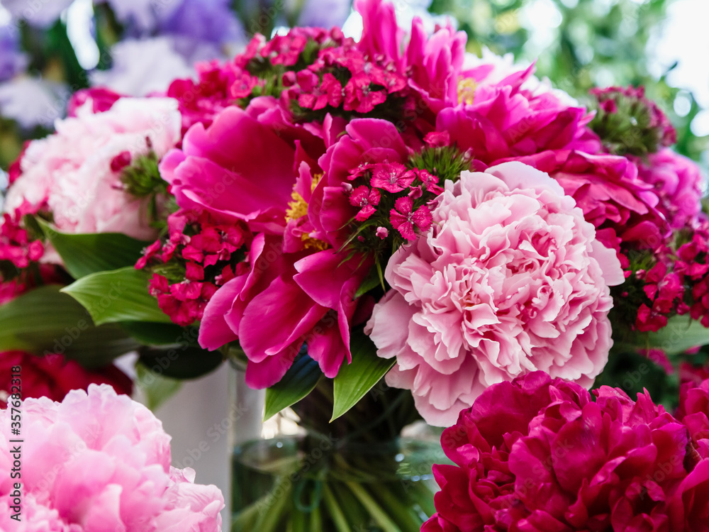 A beautiful bouquet of purple and pink peonies. Flower background of peonies