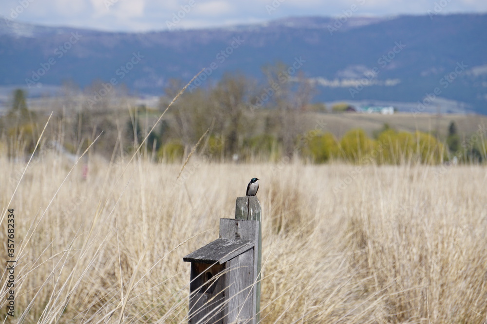 Obraz premium Montana Tree Swallow