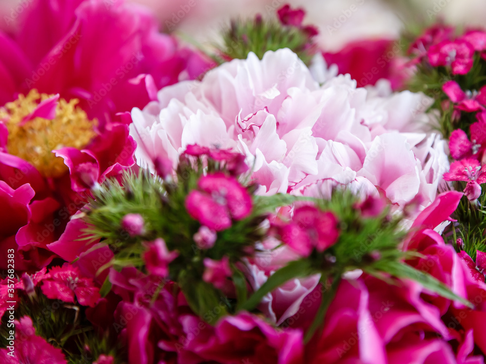 A beautiful bouquet of purple and pink peonies. Flower background of peonies A beautiful bouquet of purple and pink peonies. Flower background of peonies