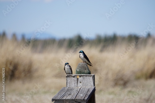 Montana tree swallow 