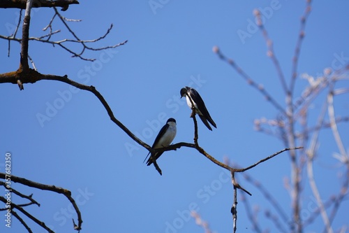 Montana Tree Swallows