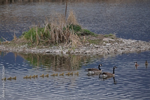Geese with goslings