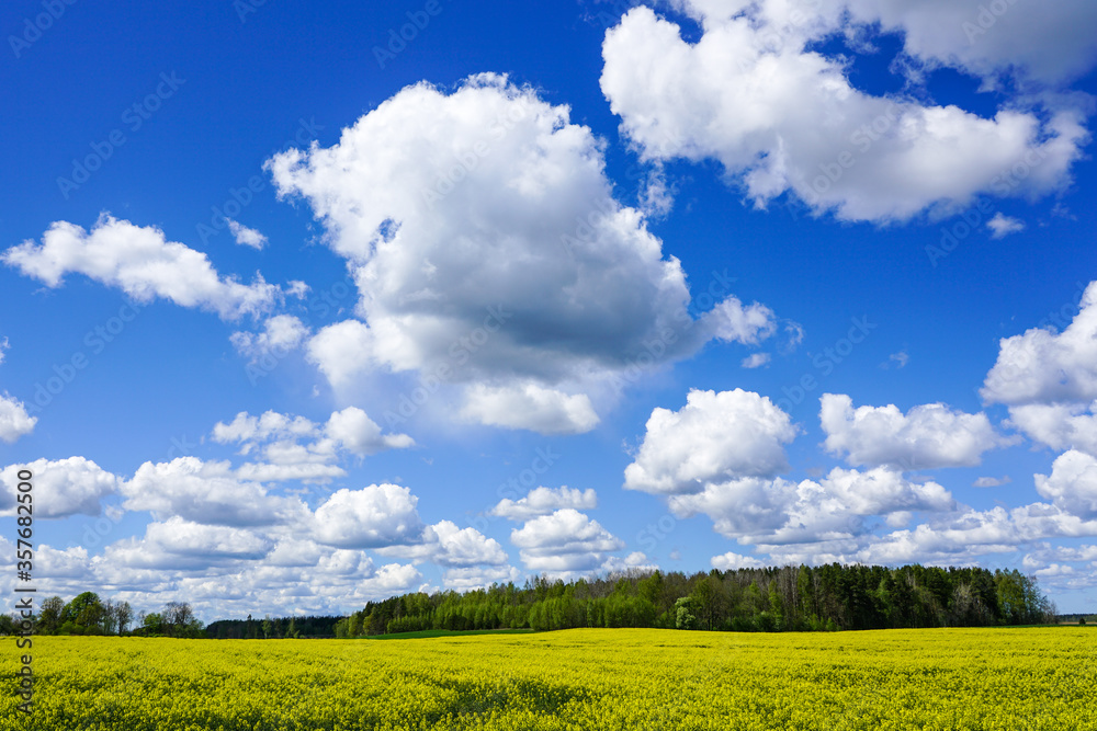 beautiful landscape with flowering fields, forests, blue sky with white clouds