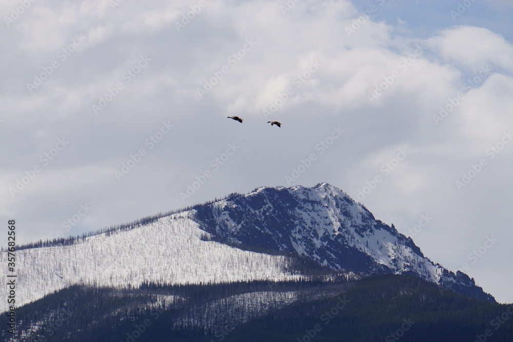 Geese flying over mountain