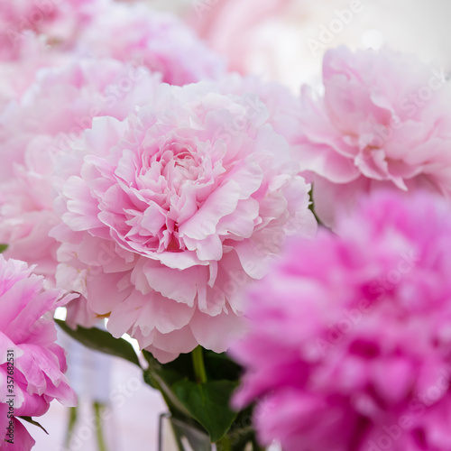 Blossoming delicate pink peony blooming flowers of peonies background, pastel and soft bouquet floral card, selective focus