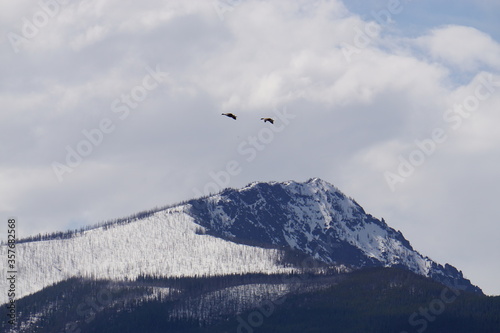 Geese flying over mountain
