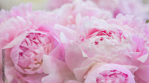 Pink delicate delicate background of pink peonies. Floral wedding background