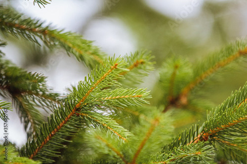 Pine needles  tree branch closeup with out of focus elements