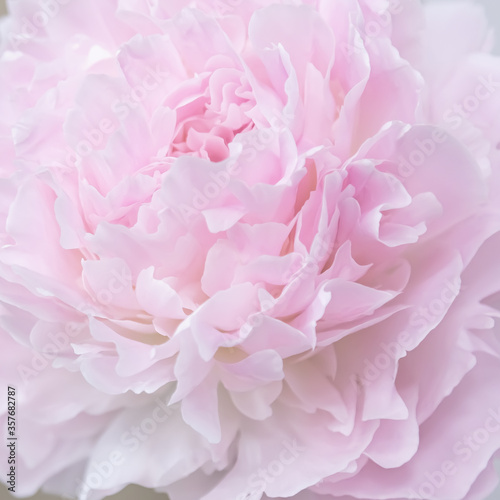 Fototapeta Naklejka Na Ścianę i Meble -  Peony close up. Pink background made of peony flowers. Pastel soft colors. Floral background.