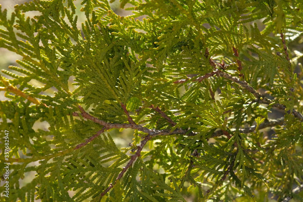 Green twigs of tuja occidentalis close up, evergreen hedge, hedgerow background