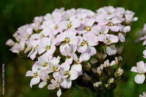 Macro photo of flowers