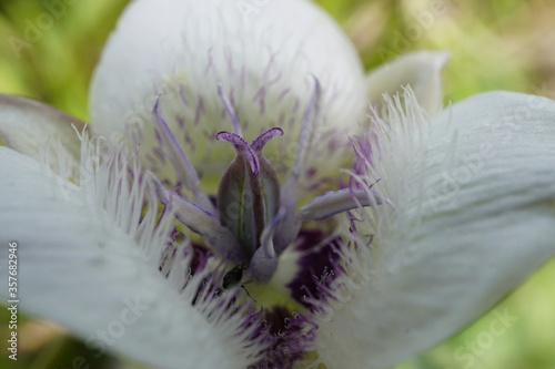 close up of a white flower