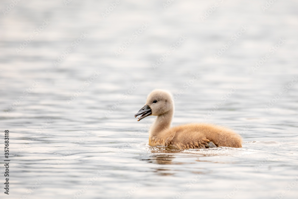 lonely chicken of bird mute swan (Cygnus olor) swim in spring on pond with reflection, Czech Republic Europe wildlife lonely chicken of bird mute swan (Cygnus olor) swim in spring on pond with reflection, Czech Republic Europe wildlife