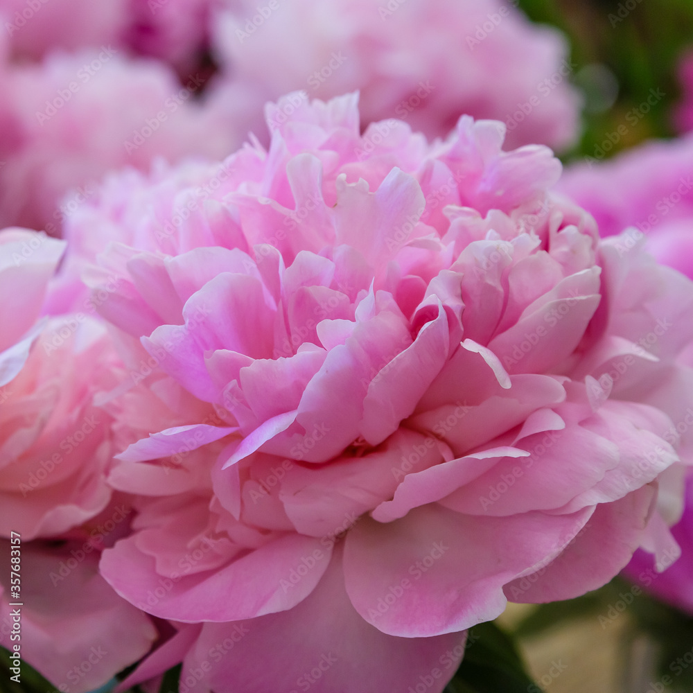 Peony close up. Pink background made of peony flowers. Pastel soft colors. Floral background.