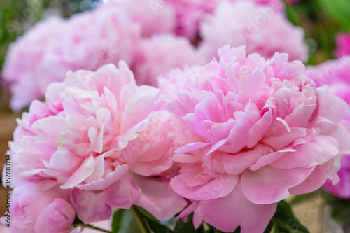 Blossoming delicate pink peony blooming flowers festive background, pastel and soft bouquet floral card, selective focus