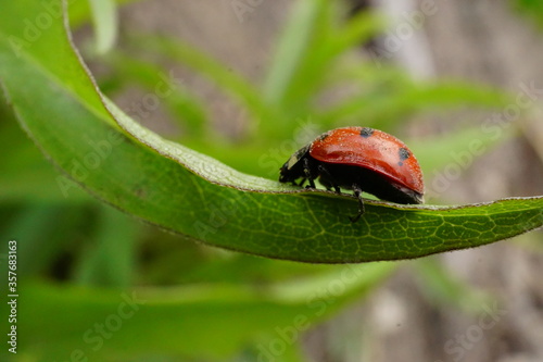 Macro photo of ladybug on leaf