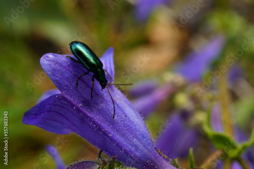 Green metallic beetle on purple flower