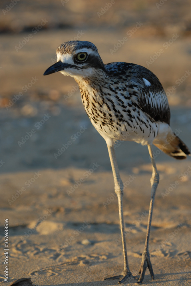Bush Stone-curlew, Burhinus grallarius, on the beach at West Point, Magnetic Island, Queensland, Australia Bush Stone-curlew, Burhinus grallarius, on the beach at West Point, Magnetic Island, Queensland, Australia