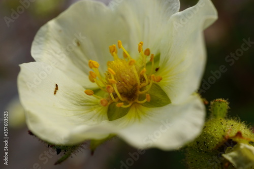 Macro photo of white flower