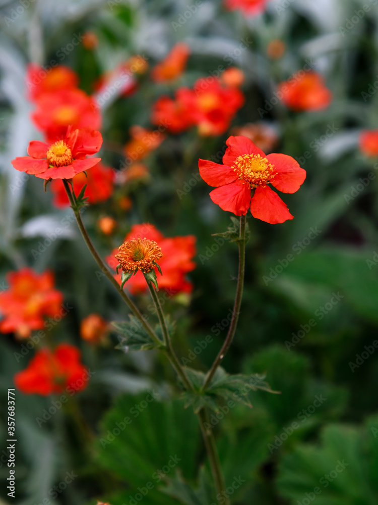 Fototapeta premium Geum coccineum w okresie letnim. Czerwone kwiaty Geum coccineum w zielonym tle. Czerwone kwiaty w ogrodzie