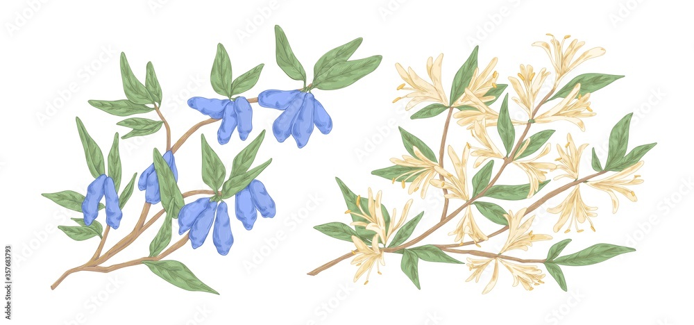 Colorful hand drawn honeysuckle branch with flowers and berries vector engraving illustration. Realistic edible garden kind of plant isolated on white. Lonicera japonica detailed design elements