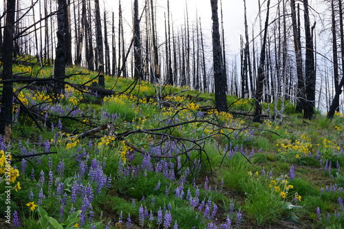 wild flowers in burned forest