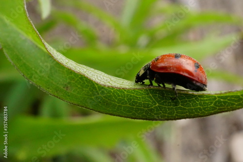 Macro photo of ladybug on leaf