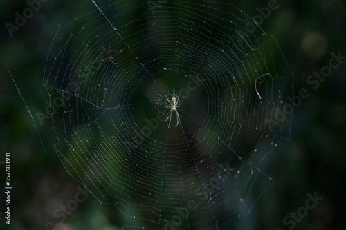 An Orchard Spider (Leucauge Venusta) in the Middle of Spider Web