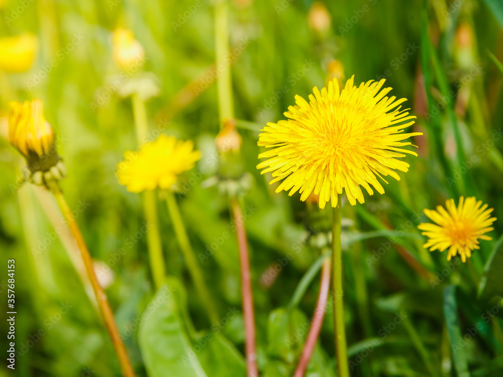 Yellow flowers of dandelions in green backgrounds. Spring and summer background Yellow flowers of dandelions in green backgrounds. Spring and summer background