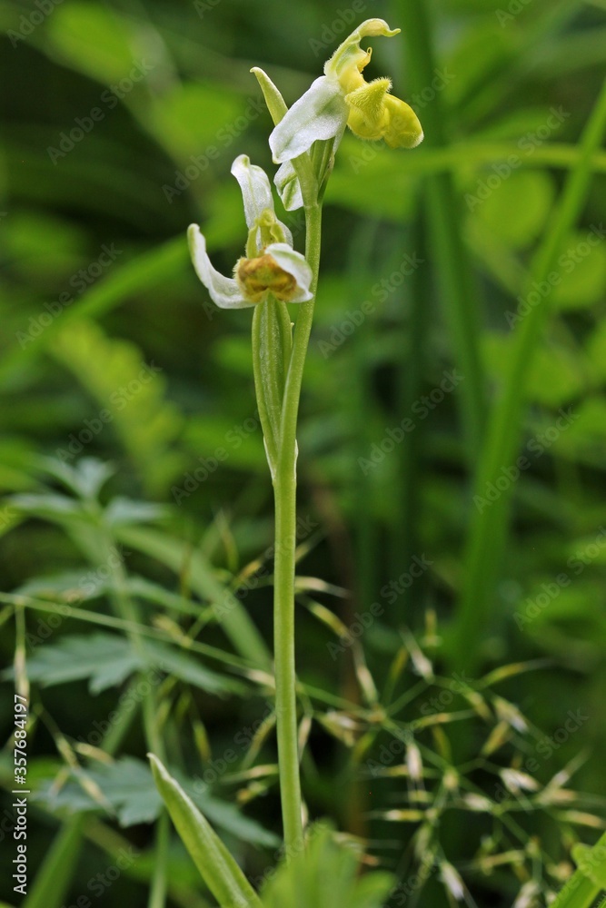 Varietät der Bienen-Ragwurz (Ophrys apifera var. flavescens)