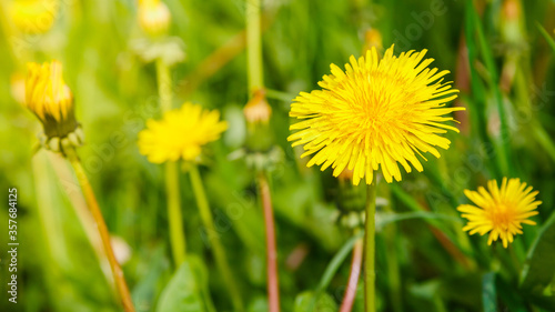 Yellow flowers of dandelions in green backgrounds. Spring and summer background