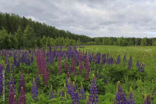 Lupine flowers in fields in June