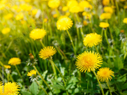 Yellow flowers of dandelions in green backgrounds. Spring and summer background