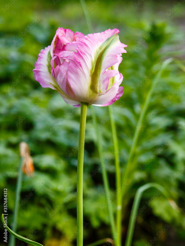 Tulip 'Green Wave' (Tulipa parrot) in spring garden