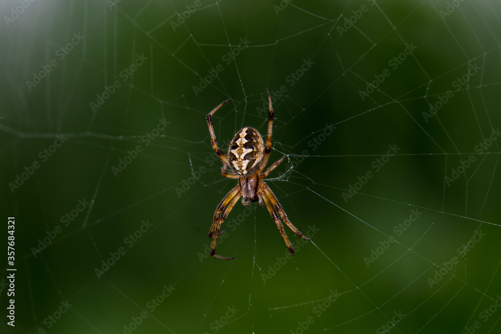 Close up macro click of male Araneus diadematus or European garden spider or Cross spider sitting in a spider web Close up macro click of male Araneus diadematus or European garden spider or Cross spider sitting in a spider web