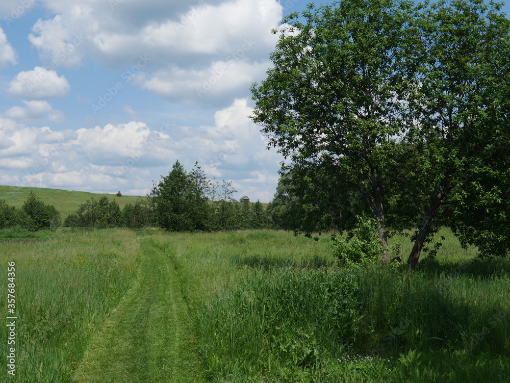 Fototapeta premium landscape with trees and blue sky