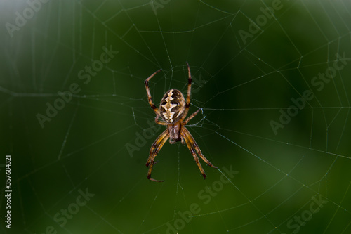 Close up macro click of male Araneus diadematus or European garden spider or Cross spider sitting in a spider web