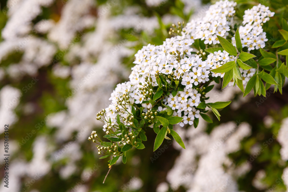 Blossom of Spirea nipponica Snowmound in springtime. White flowers of spirea in garden. Decorative flowering shrubs for landscape design Blossom of Spirea nipponica Snowmound in springtime. White flowers of spirea in garden. Decorative flowering shrubs for landscape design