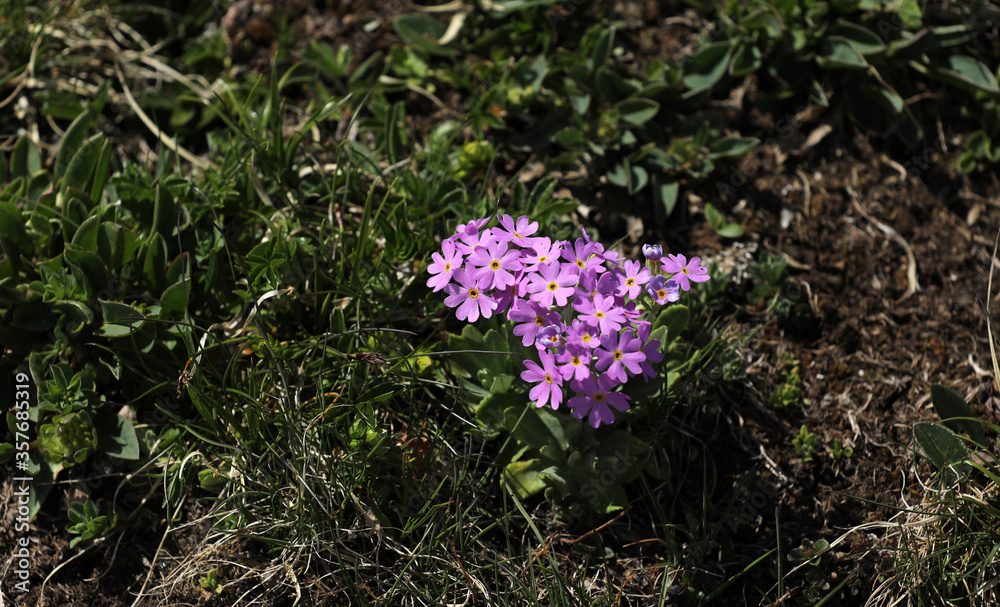 Mehlprimel Primel Schlüsselblume Blume