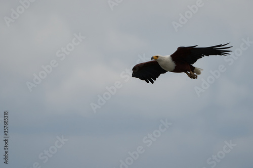 African Fish Sea Eagle Catching Fish Lake Hunting Haliaeetus vocifer photo