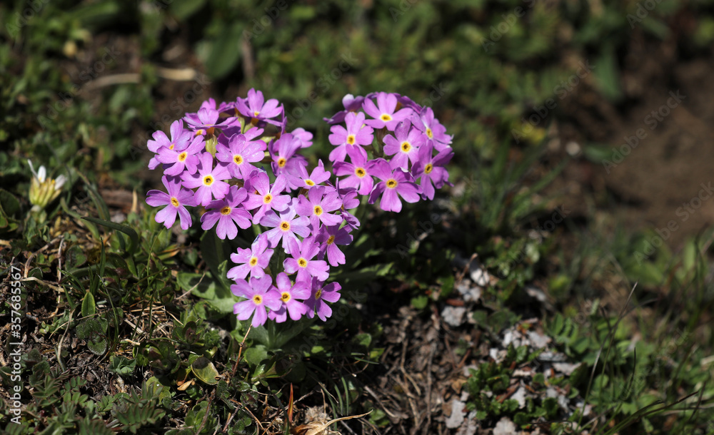 Mehlprimel Primel Schlüsselblume Blume