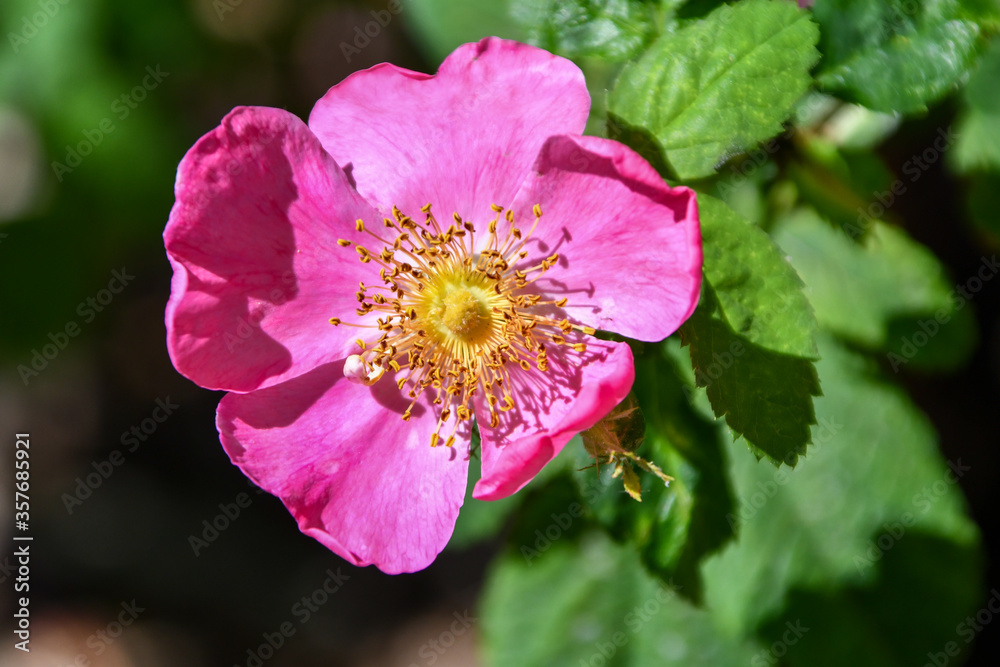 Pink Climbing rose in a spring garden